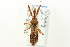  ( - CNC#HEM303195)  @11 [ ] CreativeCommons - Attribution (2011) CNC/CBG Photography Group Centre for Biodiversity Genomics