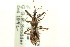  ( - CNC#HEM303197)  @11 [ ] CreativeCommons - Attribution (2011) CNC/CBG Photography Group Centre for Biodiversity Genomics