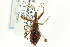  ( - CNC#HEM303201)  @11 [ ] CreativeCommons - Attribution (2011) CNC/CBG Photography Group Centre for Biodiversity Genomics