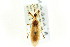  (Rhynchocoris humeralis - CNC#HEM303225)  @11 [ ] CreativeCommons - Attribution (2011) CNC/CBG Photography Group Centre for Biodiversity Genomics
