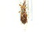  ( - CNC#HEM303233)  @11 [ ] CreativeCommons - Attribution (2011) CNC/CBG Photography Group Centre for Biodiversity Genomics