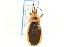  ( - CNC#HEM303252)  @11 [ ] CreativeCommons - Attribution (2011) CNC/CBG Photography Group Centre for Biodiversity Genomics