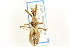  ( - CNC#HEM303338)  @11 [ ] CreativeCommons - Attribution (2011) CNC/CBG Photography Group Centre for Biodiversity Genomics