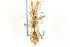  ( - CNC#HEM303339)  @11 [ ] CreativeCommons - Attribution (2011) CNC/CBG Photography Group Centre for Biodiversity Genomics