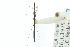  (Hydrometra martini - CNC#HEM400411)  @14 [ ] CreativeCommons - Attribution (2011) CNC/CBG Photography Group Centre for Biodiversity Genomics