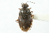  ( - CNC#HEM400493)  @11 [ ] CreativeCommons - Attribution (2011) CNC/CBG Photography Group Centre for Biodiversity Genomics