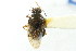  ( - CNC#HEM400495)  @11 [ ] CreativeCommons - Attribution (2011) CNC/CBG Photography Group Centre for Biodiversity Genomics