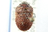  (Vanduzeeina borealis - CNC#HEM400512)  @14 [ ] CreativeCommons - Attribution (2011) CNC/CBG Photography Group Centre for Biodiversity Genomics