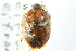  ( - CNC#HEM400522)  @11 [ ] CreativeCommons - Attribution (2011) CNC/CBG Photography Group Centre for Biodiversity Genomics