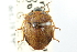  ( - CNC#HEM400525)  @11 [ ] CreativeCommons - Attribution (2011) CNC/CBG Photography Group Centre for Biodiversity Genomics
