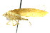  ( - CNC#HEM400779)  @13 [ ] CreativeCommons - Attribution (2011) CNC/CBG Photography Group Centre for Biodiversity Genomics