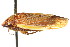  ( - CNC#HEM400803)  @14 [ ] CreativeCommons - Attribution (2011) CNC/CBG Photography Group Centre for Biodiversity Genomics