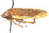 (Hamana gelbata - CNC#HEM400804)  @14 [ ] CreativeCommons - Attribution (2011) CNC/CBG Photography Group Centre for Biodiversity Genomics