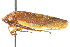  ( - CNC#HEM400805)  @12 [ ] CreativeCommons - Attribution (2011) CNC/CBG Photography Group Centre for Biodiversity Genomics