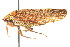  ( - CNC#HEM400807)  @13 [ ] CreativeCommons - Attribution (2011) CNC/CBG Photography Group Centre for Biodiversity Genomics