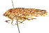  (Hamana manifesta - CNC#HEM400808)  @14 [ ] CreativeCommons - Attribution (2011) CNC/CBG Photography Group Centre for Biodiversity Genomics