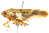  ( - CNC#HEM400902)  @13 [ ] CreativeCommons - Attribution (2011) CNC/CBG Photography Group Centre for Biodiversity Genomics