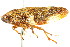  ( - CNC#HEM400903)  @11 [ ] CreativeCommons - Attribution (2011) CNC/CBG Photography Group Centre for Biodiversity Genomics