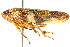  ( - CNC#HEM400904)  @11 [ ] CreativeCommons - Attribution (2011) CNC/CBG Photography Group Centre for Biodiversity Genomics