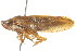  ( - CNC#HEM400911)  @13 [ ] CreativeCommons - Attribution (2011) CNC/CBG Photography Group Centre for Biodiversity Genomics