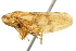  ( - CNC#HEM400927)  @11 [ ] CreativeCommons - Attribution (2011) CNC/CBG Photography Group Centre for Biodiversity Genomics