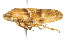  ( - CNC#HEM400928)  @13 [ ] CreativeCommons - Attribution (2011) CNC/CBG Photography Group Centre for Biodiversity Genomics