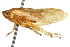  ( - CNC#HEM400939)  @11 [ ] CreativeCommons - Attribution (2011) CNC/CBG Photography Group Centre for Biodiversity Genomics