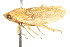  ( - CNC#HEM400940)  @11 [ ] CreativeCommons - Attribution (2011) CNC/CBG Photography Group Centre for Biodiversity Genomics