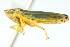  ( - CNC#HEM401060)  @14 [ ] CreativeCommons - Attribution (2011) CNC/CBG Photography Group Centre for Biodiversity Genomics