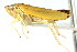  ( - CNC#HEM401061)  @11 [ ] CreativeCommons - Attribution (2011) CNC/CBG Photography Group Centre for Biodiversity Genomics