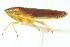  ( - CNC#HEM401062)  @11 [ ] CreativeCommons - Attribution (2011) CNC/CBG Photography Group Centre for Biodiversity Genomics