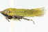  ( - CNC#HEM401067)  @14 [ ] CreativeCommons - Attribution (2011) CNC/CBG Photography Group Centre for Biodiversity Genomics