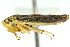  ( - CNC#HEM401122)  @13 [ ] CreativeCommons - Attribution (2011) CNC/CBG Photography Group Centre for Biodiversity Genomics