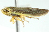  ( - CNC#HEM401123)  @12 [ ] CreativeCommons - Attribution (2011) CNC/CBG Photography Group Centre for Biodiversity Genomics