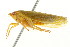  ( - CNC#HEM401242)  @13 [ ] CreativeCommons - Attribution (2011) CNC/CBG Photography Group Centre for Biodiversity Genomics