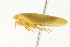  ( - CNC#HEM401244)  @13 [ ] CreativeCommons - Attribution (2011) CNC/CBG Photography Group Centre for Biodiversity Genomics