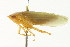  ( - CNC#HEM401246)  @13 [ ] CreativeCommons - Attribution (2011) CNC/CBG Photography Group Centre for Biodiversity Genomics