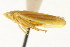  ( - CNC#HEM401250)  @13 [ ] CreativeCommons - Attribution (2011) CNC/CBG Photography Group Centre for Biodiversity Genomics