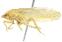  ( - CNC#HEM401254)  @13 [ ] CreativeCommons - Attribution (2011) CNC/CBG Photography Group Centre for Biodiversity Genomics