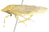  ( - CNC#HEM401256)  @13 [ ] CreativeCommons - Attribution (2011) CNC/CBG Photography Group Centre for Biodiversity Genomics