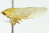  ( - CNC#HEM401269)  @13 [ ] CreativeCommons - Attribution (2011) CNC/CBG Photography Group Centre for Biodiversity Genomics