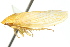  ( - CNC#HEM401274)  @14 [ ] CreativeCommons - Attribution (2011) CNC/CBG Photography Group Centre for Biodiversity Genomics