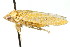 ( - CNC#HEM401276)  @11 [ ] CreativeCommons - Attribution (2011) CNC/CBG Photography Group Centre for Biodiversity Genomics
