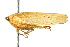  (Rugosana manua - CNC#HEM401278)  @11 [ ] CreativeCommons - Attribution (2011) CNC/CBG Photography Group Centre for Biodiversity Genomics