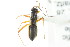  ( - CNC#PBI00394779)  @13 [ ] CreativeCommons - Attribution (2011) CNC/CBG Photography Group Centre for Biodiversity Genomics