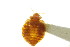  ( - CNC#HEM303506)  @11 [ ] CreativeCommons - Attribution (2011) CNC/CBG Photography Group Centre for Biodiversity Genomics