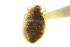  ( - CNC#HEM303507)  @12 [ ] CreativeCommons - Attribution (2011) CNC/CBG Photography Group Centre for Biodiversity Genomics