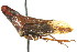  ( - CNC#HEM400999)  @11 [ ] CreativeCommons - Attribution (2011) CNC/CBG Photography Group Centre for Biodiversity Genomics