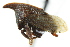  ( - CNC#HEM401011)  @13 [ ] CreativeCommons - Attribution (2011) CNC/CBG Photography Group Centre for Biodiversity Genomics