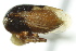  ( - CNC#HEM401445)  @11 [ ] CreativeCommons - Attribution (2011) CNC/CBG Photography Group Centre for Biodiversity Genomics